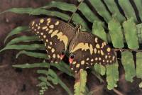 Schwalbenschwanz, Papilio dardanus ssp.sulfurea - Praia Inhame