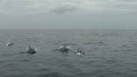 Delfine vor dem Boot