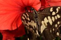 Schwalbenschwanz, Papilio dardanus ssp.sulfurea - Ilh&eacute;u das Rolas
