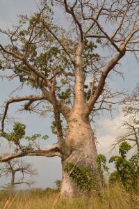 Baobab, Savanne n&ouml;rdlich der Mucumbli Lodge