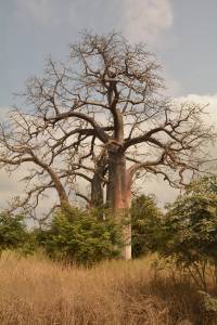 Baobab, nahe der Lagoa Azul