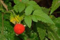 Rosaceae &quot;Urwaldhimbeere&quot; - Rubus pinnatus