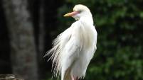 Kuhreiher - Bubulcus ibis - Ilh&eacute;u Bombom