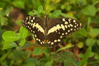 Schwalbenschwanz, Papilio dardanus ssp.sulfurea - Principe
